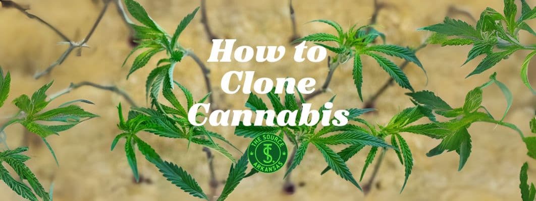 Cannabis Propagation: How to Successfully Clone Cannabis Propagation: How to Successfully Clone