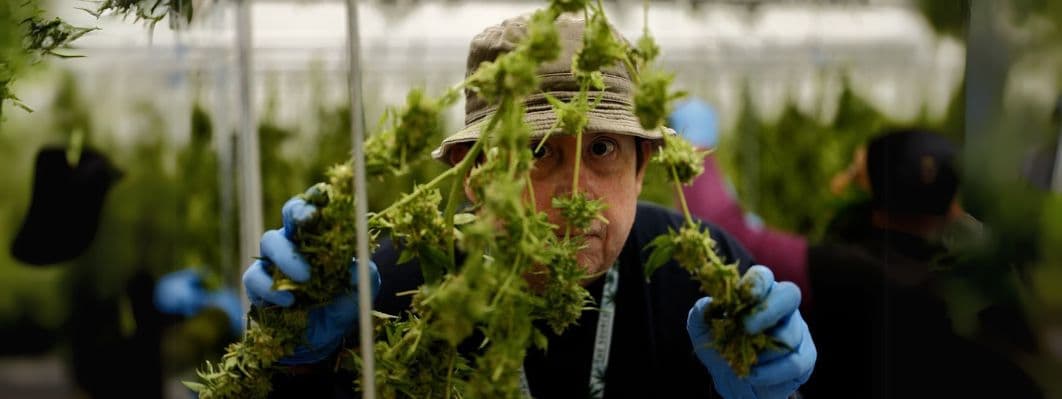 Roots and Reefer Episode 1: The First Patient with Jeremy Hodges Roots and Reefer Episode 1: The First Patient with Jeremy Hodges