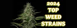 Top Cannabis Strains: Popular Weed Strains To Try in 2024 Top Cannabis Strains: Popular Weed Strains To Try in 2024