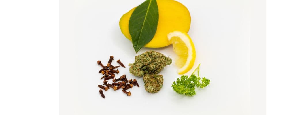 Super Sativa: An In-Depth Look at In The Flow’s Chemmy Jones Super Sativa: An In-Depth Look at In The Flow’s Chemmy Jones